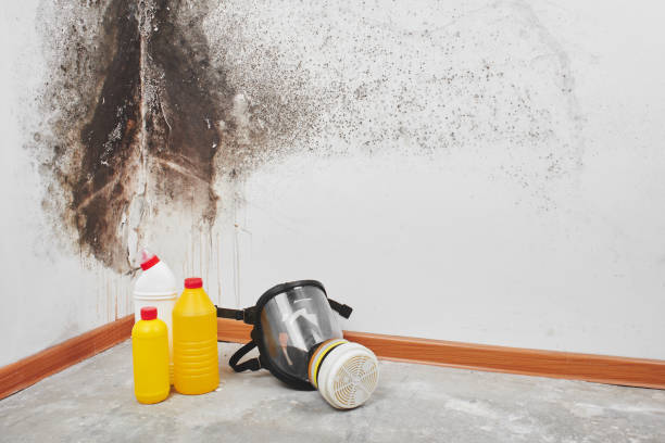 Best Mold Damage Repair  in Pineville, KY