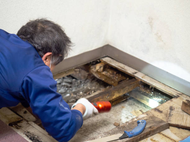 Best Mold Testing and Removal  in Pineville, KY