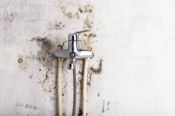 Best Fast Mold Removal  in Pineville, KY