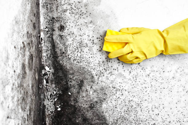 Crawl Space Mold Removal in Pineville, KY
