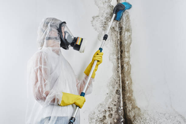 Best Black Mold Removal  in Pineville, KY