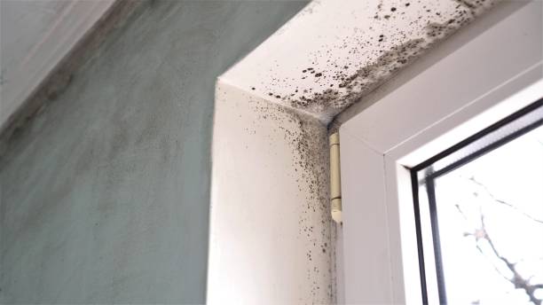 Best Residential Mold Removal  in Pineville, KY