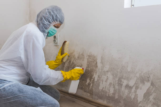 Best Office Mold Removal Services  in Pineville, KY