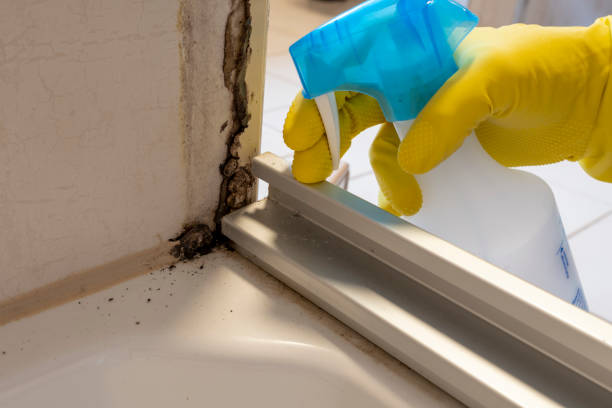 Best Attic Mold Removal  in Pineville, KY