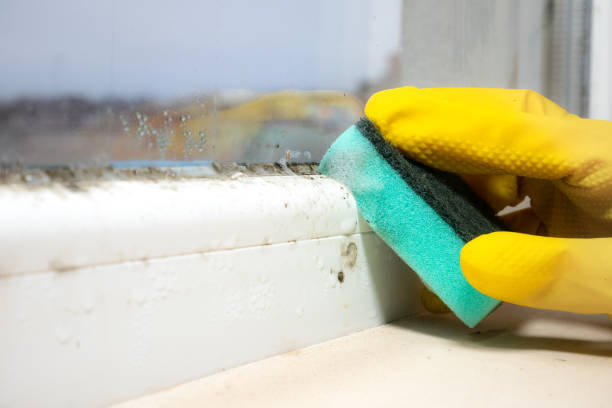 Best Residential Mold Removal  in Pineville, KY