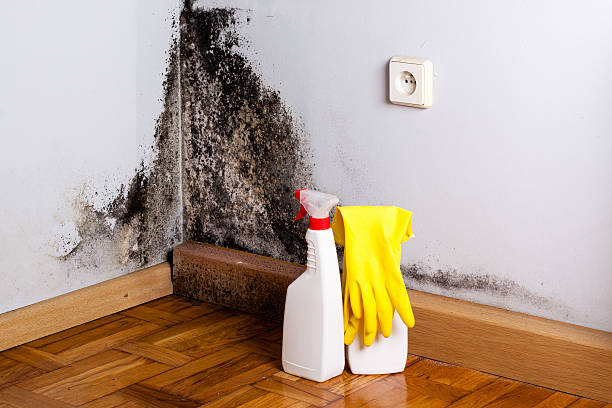 Best Mold Removal Company Near Me  in Pineville, KY