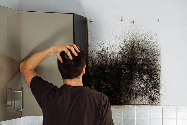 Best Local Mold Removal Service  in Pineville, KY