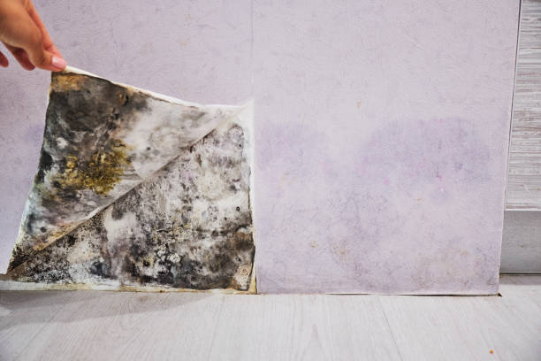 Mold Testing and Removal in Pineville, KY